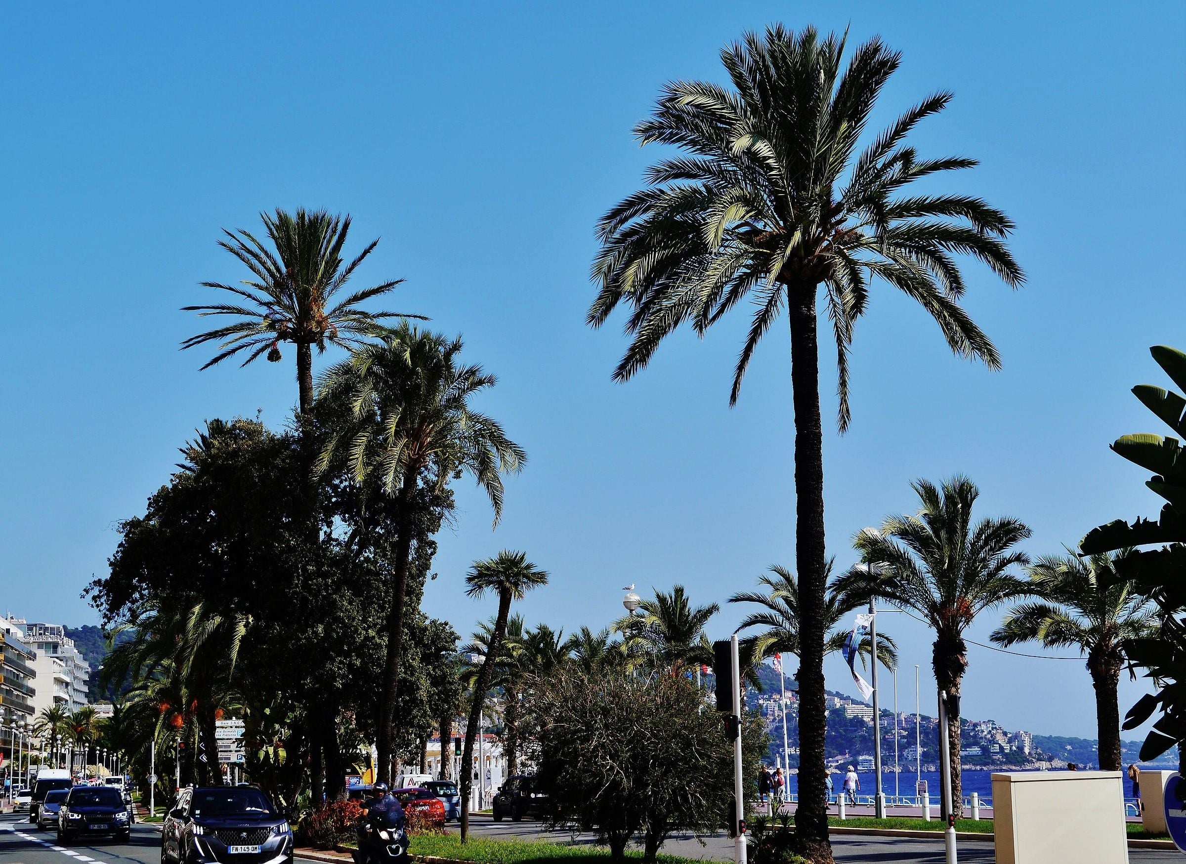 Palm trees along the Promenade des Anglais under a clear sky
